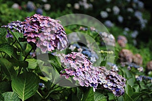 Hydrangea at Hase temple