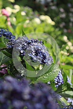 Hydrangea at Hase temple