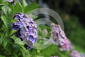 Hydrangea at Hase temple