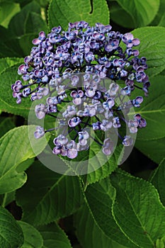 Hydrangea at Hase temple
