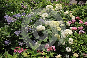 Hydrangea at Hase temple