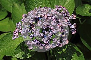 Hydrangea at Hase temple