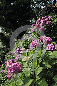 Hydrangea at Hase temple