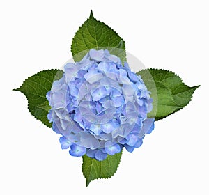 Hydrangea Homigo