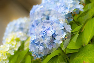 Hydrangea Hortensia Ajisai plant