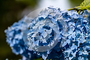 Hydrangea or hortensia blue flower