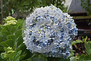 Hydrangea or hortensia flower with a natural background