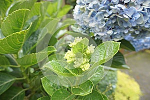 Hydrangea or hortensia flower with a natural background