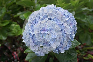 Hydrangea or hortensia flower with a natural background