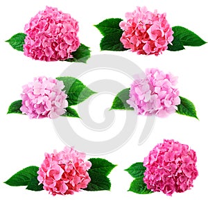 Hydrangea Hortensia Flowers Collection