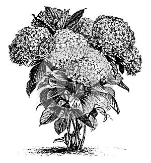 Hydrangea Hortensis vintage illustration