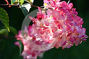 Hydrangea inflorescence.