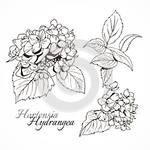 Hydrangea ink ullustration