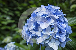 Hydrangea at Japanese Temple in Kamakura