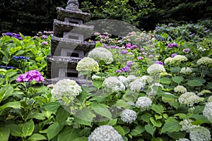 Hortensias en japonés templo en Japón 