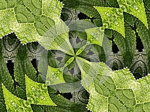 Hydrangea Kaleidoscope