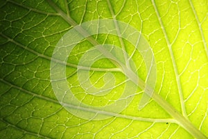 Hydrangea leaf with vein texture photo