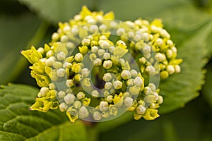 Hydrangea leaves and flowers. micro photo
