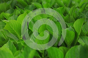 Hydrangea leaves in Sao Miguel Island