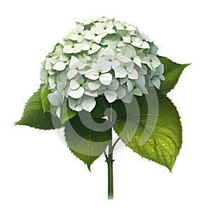 hydrangea and leaves and waterdrops on their leaves on a white background. AI-Generated