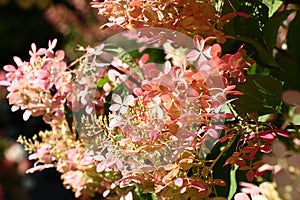 Hydrangea in light.