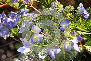 Hydrangea light blue flowerheads photo
