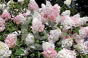 Hydrangea Limelight Paniculata plant, at summer garden photo