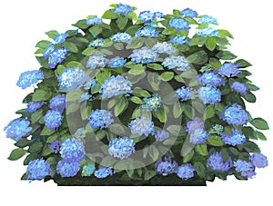 Hydrangea macrophilla-blue