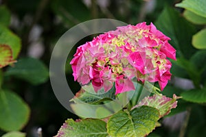 Hydrangea macrophilla