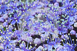 Hydrangea macrophylla