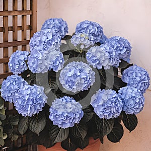 Hydrangea Macrophylla Flower photo