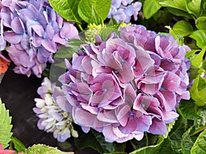 Hydrangea macrophylla \'Amor\' photo