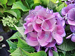 Hydrangea macrophylla \'Amor\' photo