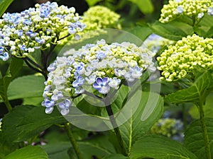 Hydrangea macrophylla `Ayesha` in full bloom