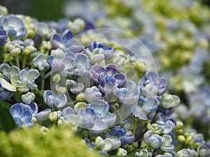 Hydrangea macrophylla `Ayesha` in full bloom