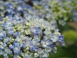 Hydrangea macrophylla `Ayesha` in full bloom