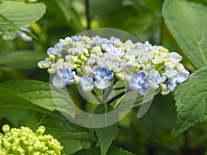 Hydrangea macrophylla `Ayesha` in full bloom