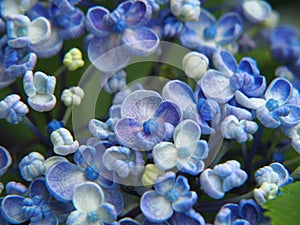 Hydrangea macrophylla `Ayesha` in full bloom