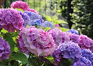 Hydrangea macrophylla