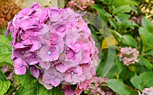 Hydrangea macrophylla