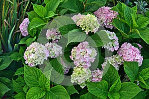 Hydrangea macrophylla, bigleaf French hydrangea, hortensia in garden bush blossom pink blooming flowers in evening light as grainy