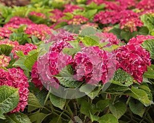 Hydrangea macrophylla, bigleaf hydrangea, French hydrangea, lacecap hydrangea, mophead hydrangea, penny mac, hortensia