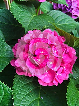 Hydrangea macrophylla, bigleaf hydrangea, French hydrangea, lacecap hydrangea, mophead hydrangea, penny mac and hortensia