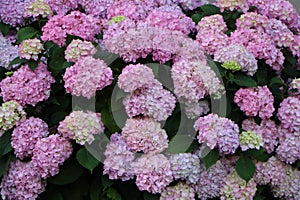 Hydrangea macrophylla (bigleaf hydrangea)