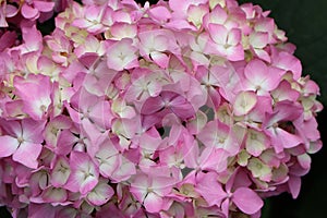Hydrangea macrophylla (bigleaf hydrangea)