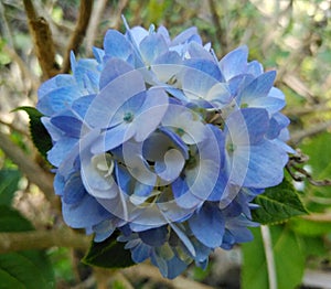 Hydrangea macrophylla/blue hydrangea flower image