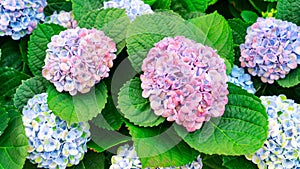 Hydrangea macrophylla bush with blue and pink inflorescences close-up. Blue hydrangea photo close-up with copy space. Floral