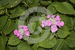 Hydrangea macrophylla colorful blossom