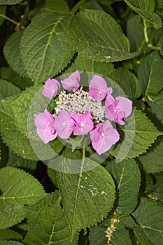 Hydrangea macrophylla colorful blossom