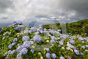Hydrangea macrophylla, Flores island, Azores, Portugal